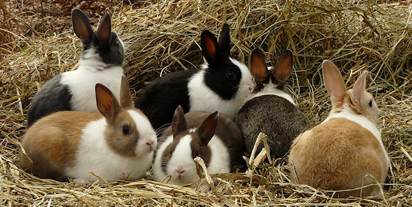 baby dutch bunnies